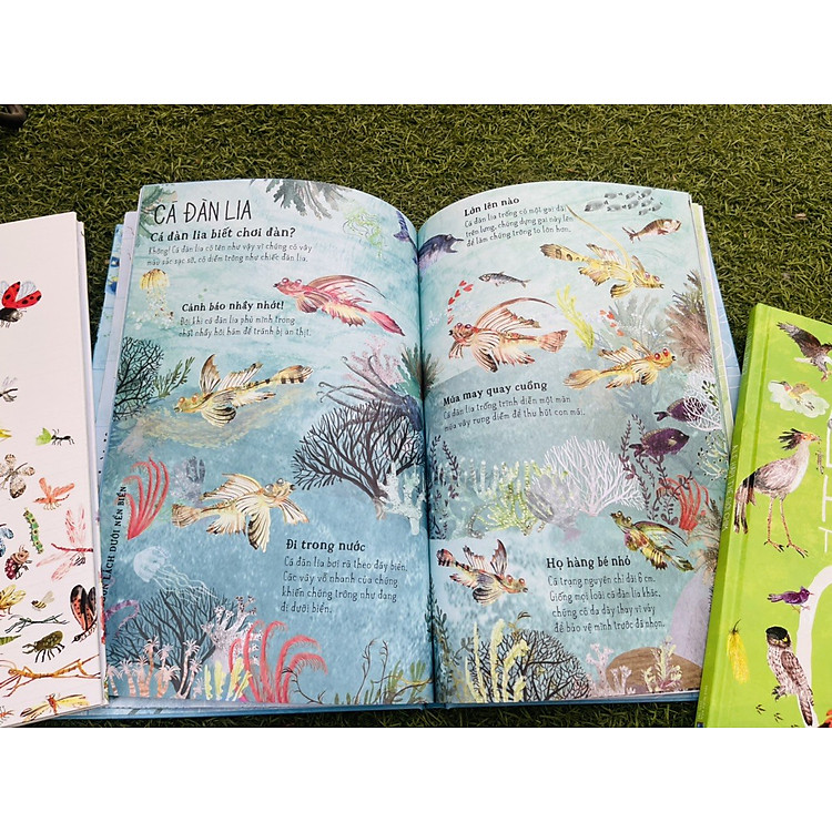 A Lê Hấp! - Thế Giới Biển - Ảnh 2