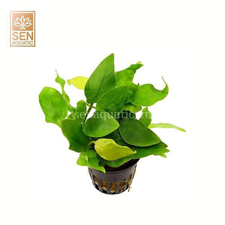Ráy Lá Vàng -Cây Thuỷ Sinh Dễ Trồng Dễ Chăm Sóc