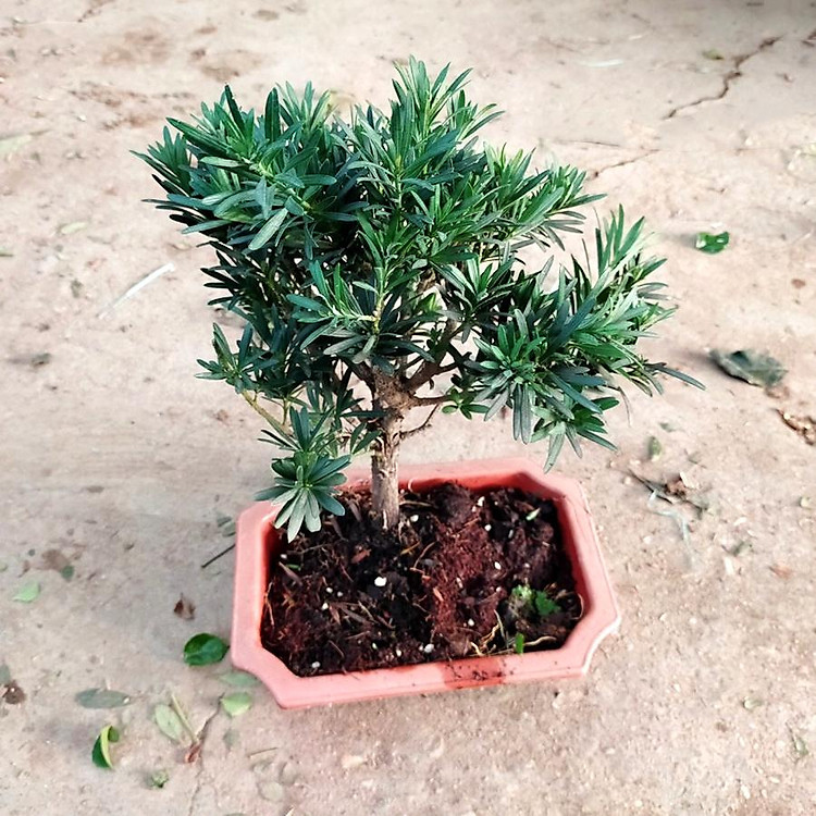 Cây tùng la hán bonsai, nhà vườn Hula Trees
