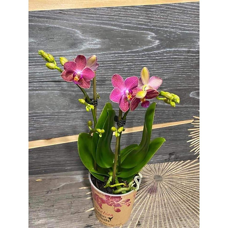 { SALE MANH } combo 3 cây Lan hồ điệp 2 ngồng nụ đủ màu