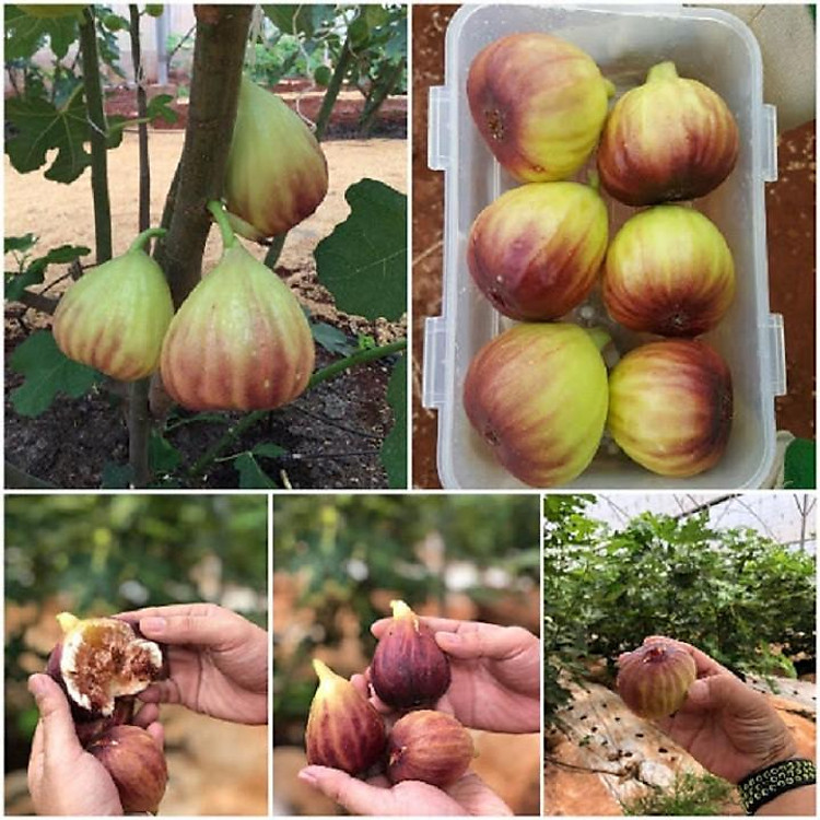 CÂY GIỐNG SUNG MỸ ( CÂY VẢ TÂY ) QUẢ TO SIÊU NGỌT GIỐNG CHUẨN F1