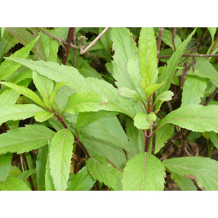 1kg Cây mần tưới tươi sạch nhà làm