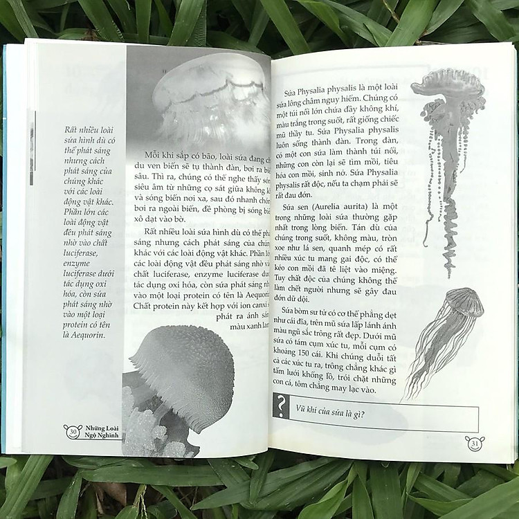 10 Vạn Điều Lý Thú Về Động Vật - Ảnh 7