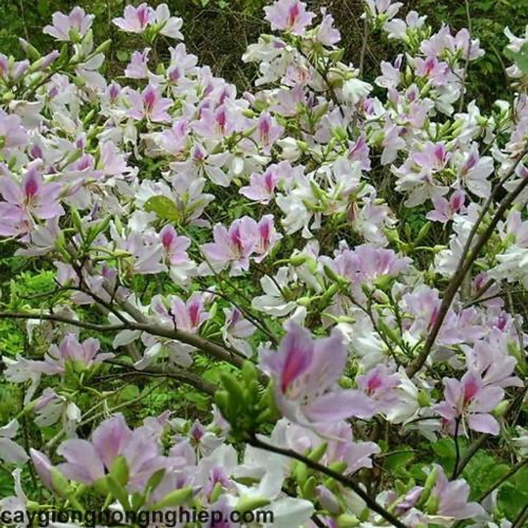 cây giống ban trắng