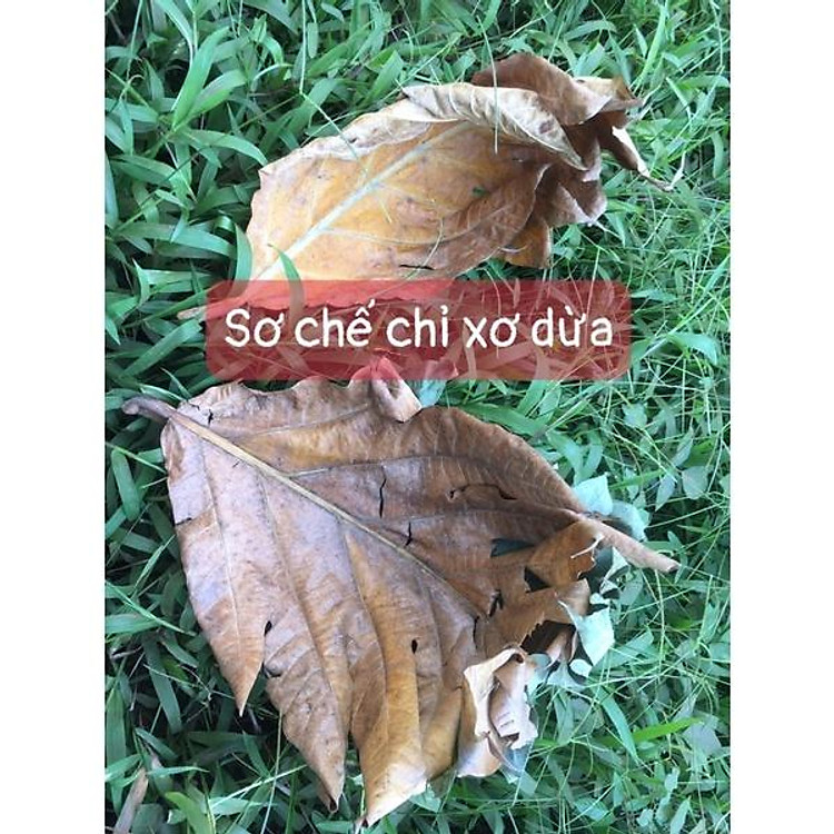 Lá sake rụng tự nhiên