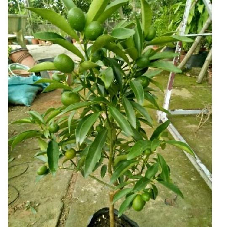 Cây Tắc Vỏ Ngọt ( cây tắc thái )