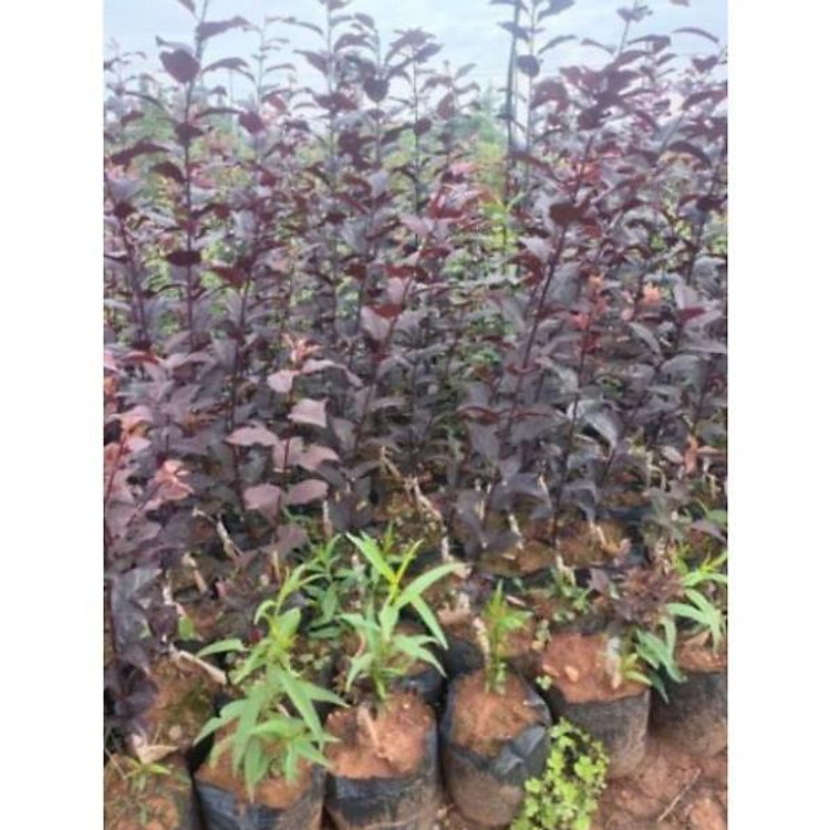 sản phẩm CÂY GIỐNG MẬN ĐỎ MỸ