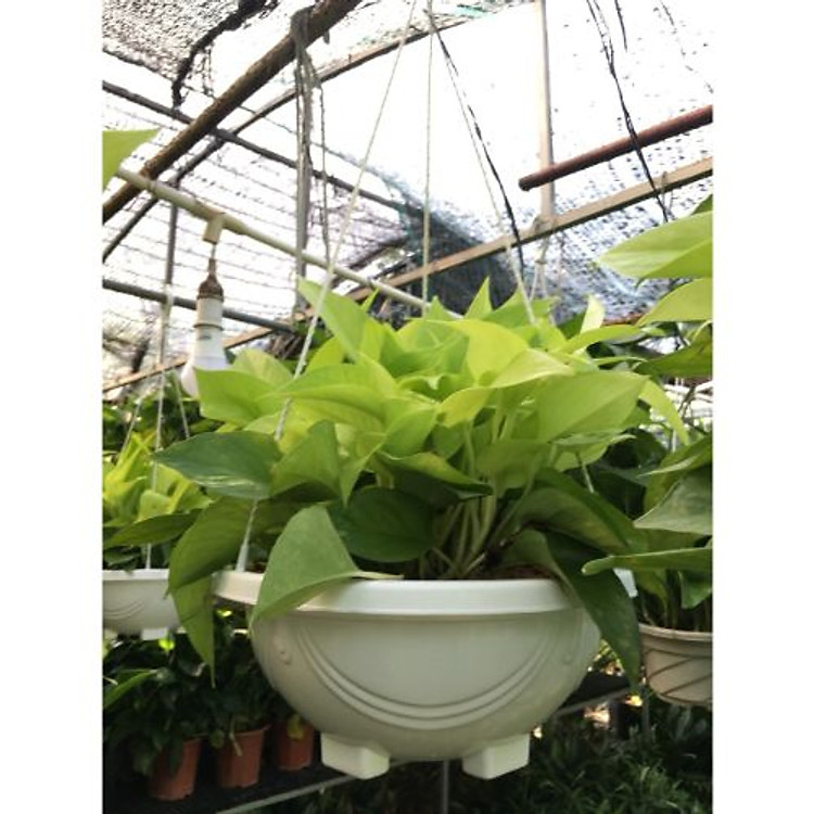 Bộ 2 chậu trầu bà lá vàng