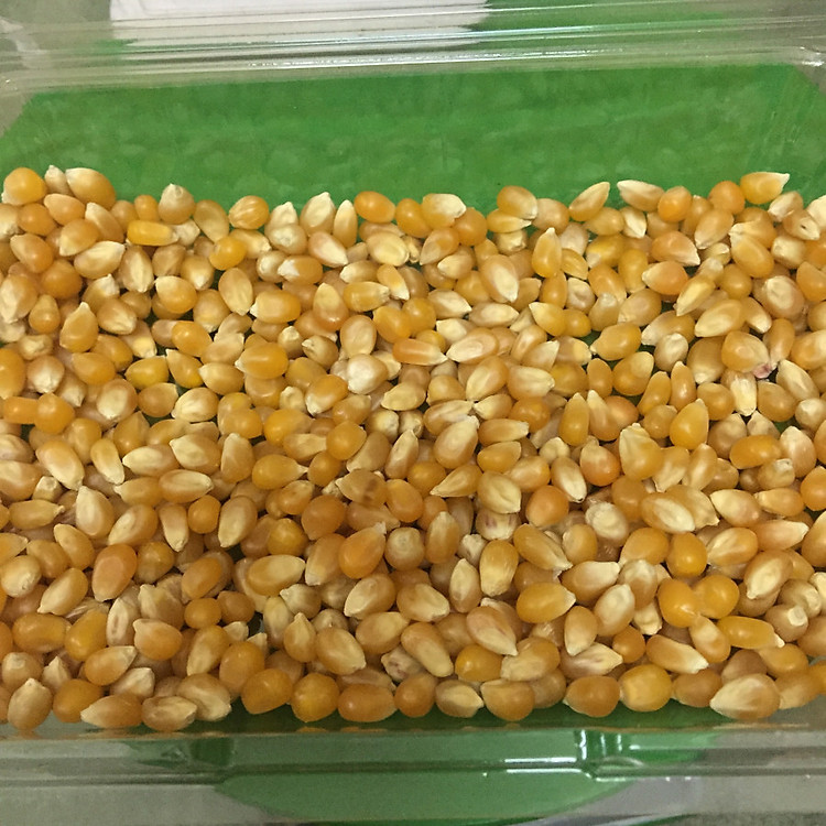 Bắp hạt nổ Mỹ (Làm bắp rang bơ)