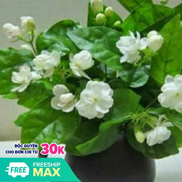 Cây hoa nhài ta - lài ta (ảnh thật số 2) cao 50 -60 cm