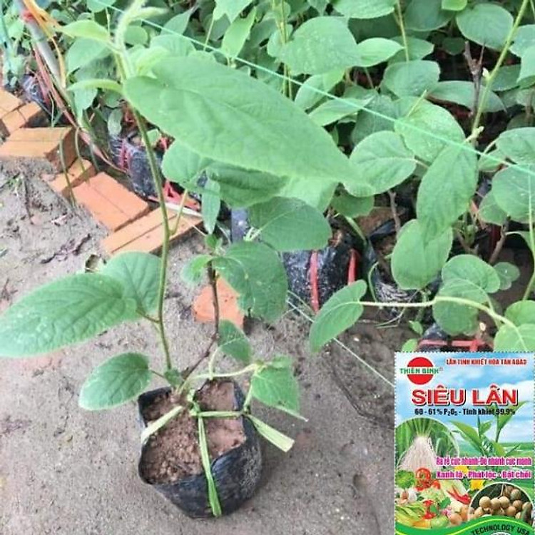 CÂY GIỐNG KIWI LEO GIÀN RUỘT VÀNG DÒNG QUẢ SỚM