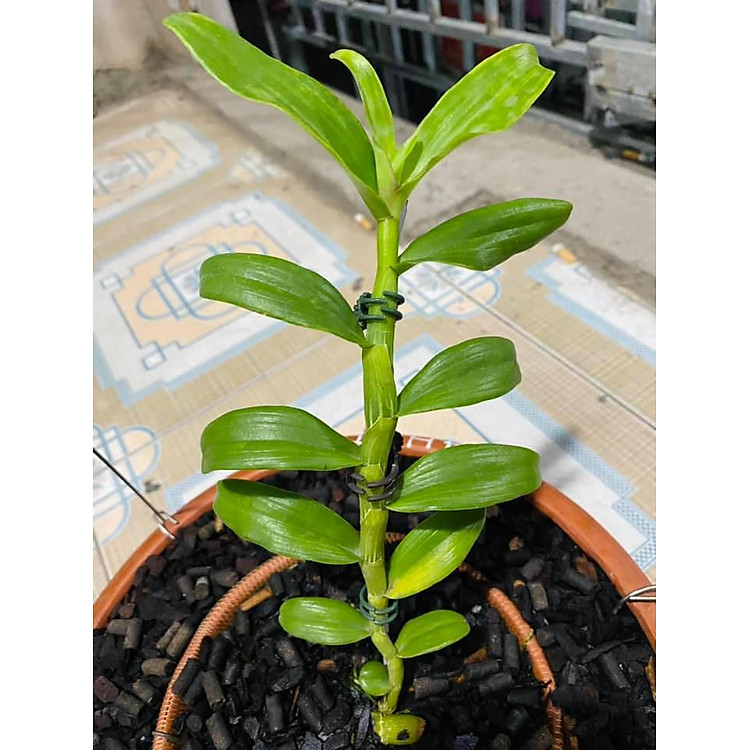 (hàng mới) Lan phi điệp ĐỘT BIẾN - Phi điệp đột biến 5 cánh HỒNG K2