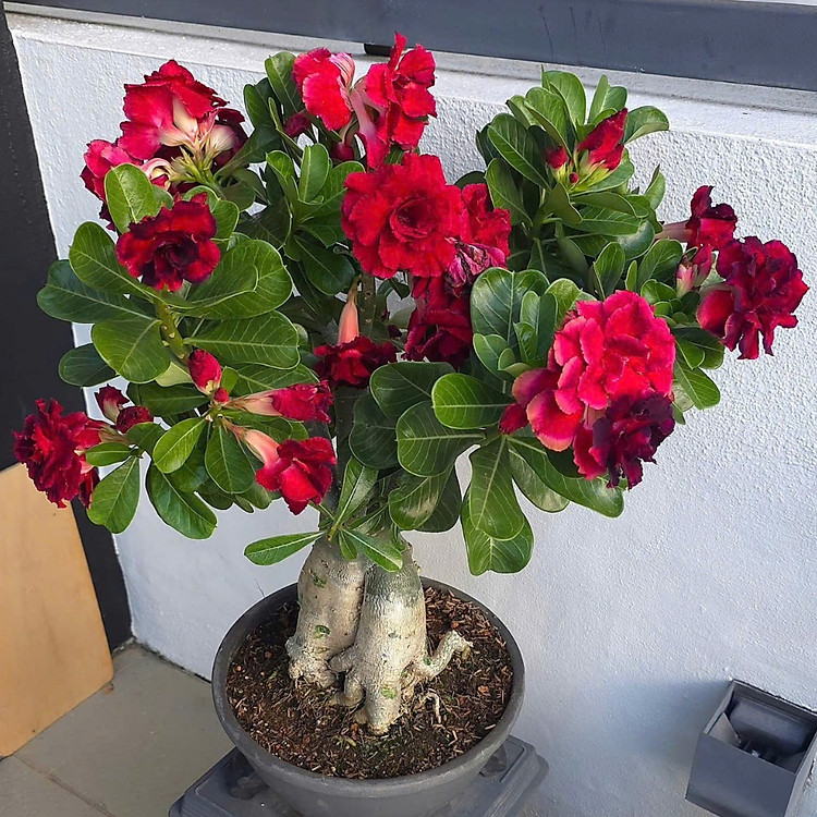 Hạt giống hoa sứ kép Thái Lan - Bịch 10 hạt – Mã số 1961