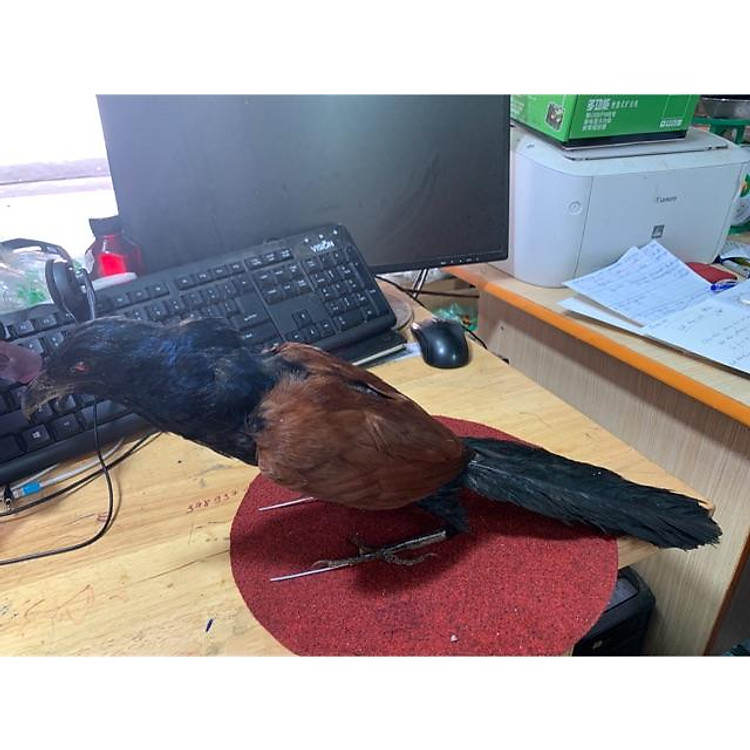 BÌM BỊP, MỒI GIẢ, PHỤ KIỆN BẪY CHIM