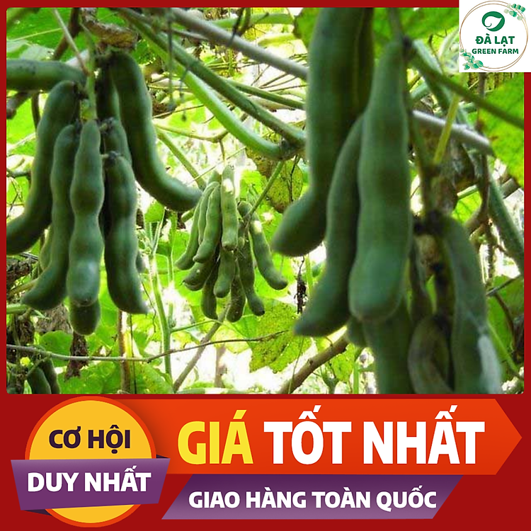 5H_HẠT GIỐNG ĐẬU ME (DỄ TRỒNG)