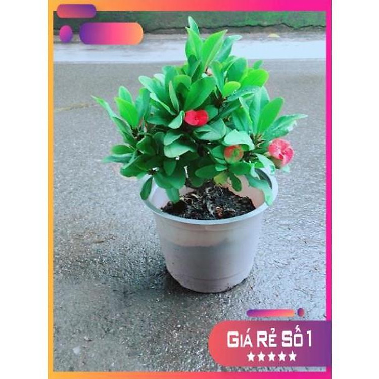 Xương Rồng Bát Tiên