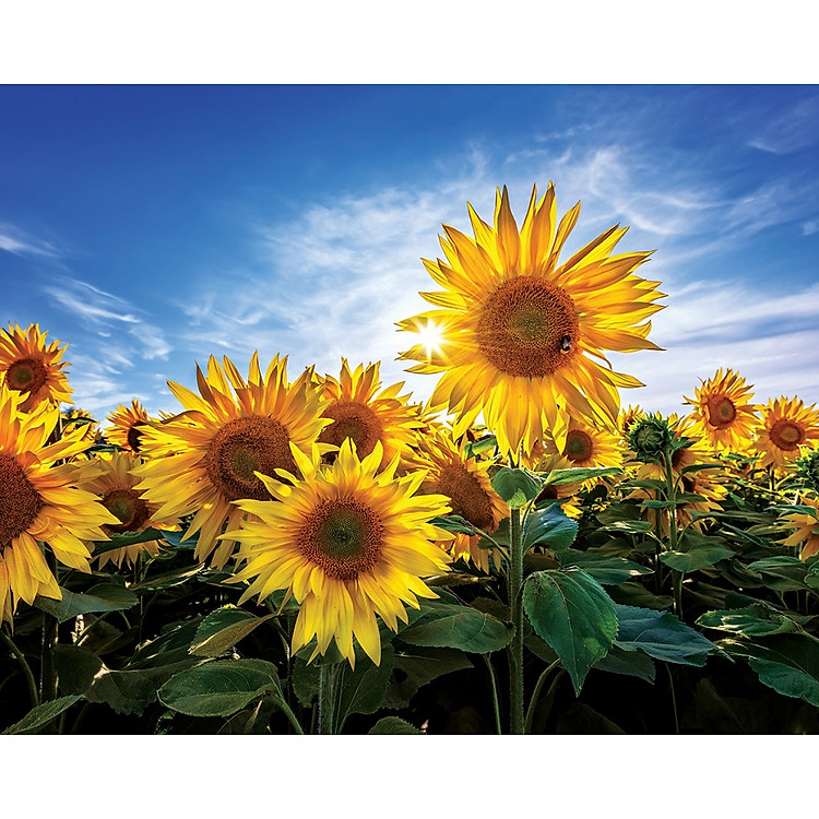 Mua Bộ Tranh Xếp Hình Hoa Hướng Dương 500 Mảnh Chính hãng Giá rẻ - Hình ảnh 2