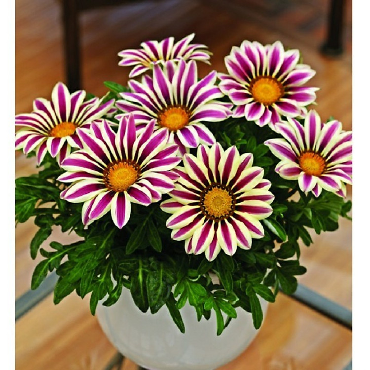 Bộ 1 gói Hạt giống cúc huân chương