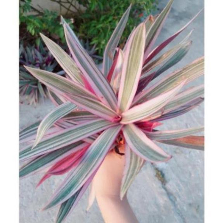 Cây sò huyết ( sò tím - lẻ bạn ) vân trắng. (1 bụi/ 3 đến 4 nhánh)