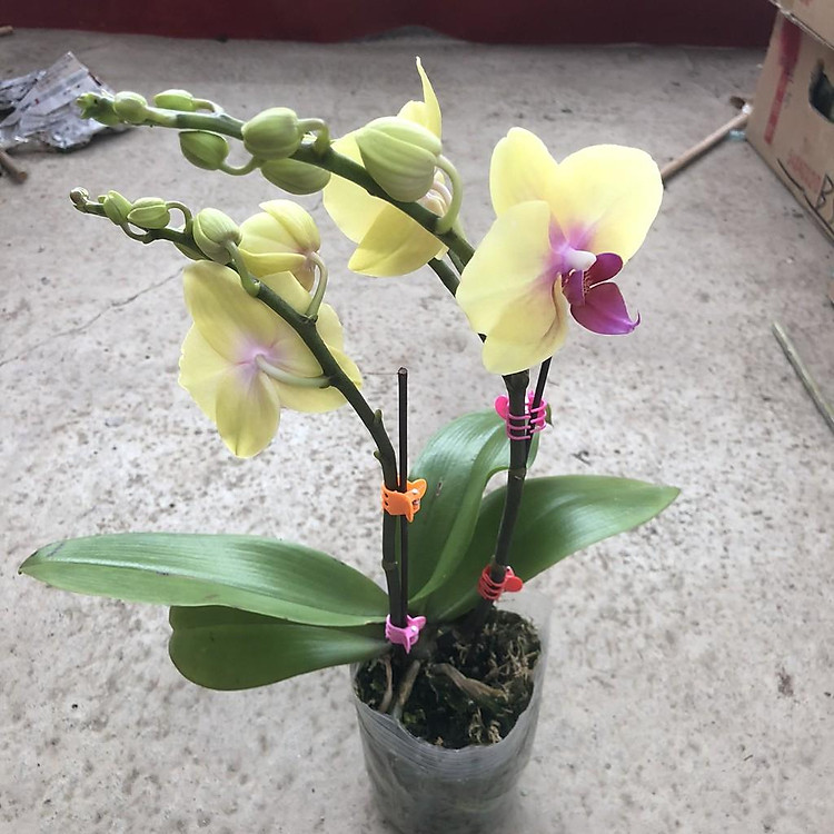 Cây hoa lan hồ điệp, chiều cao 30-35cm, hoa nở cực đẹp chơi cực bền sức sống khỏe thích hợp trang trí phòng khách