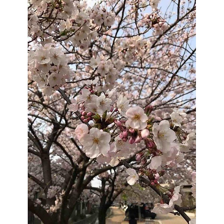 Cây hoa anh đào Nhật Bản.., ra hoa quanh năm