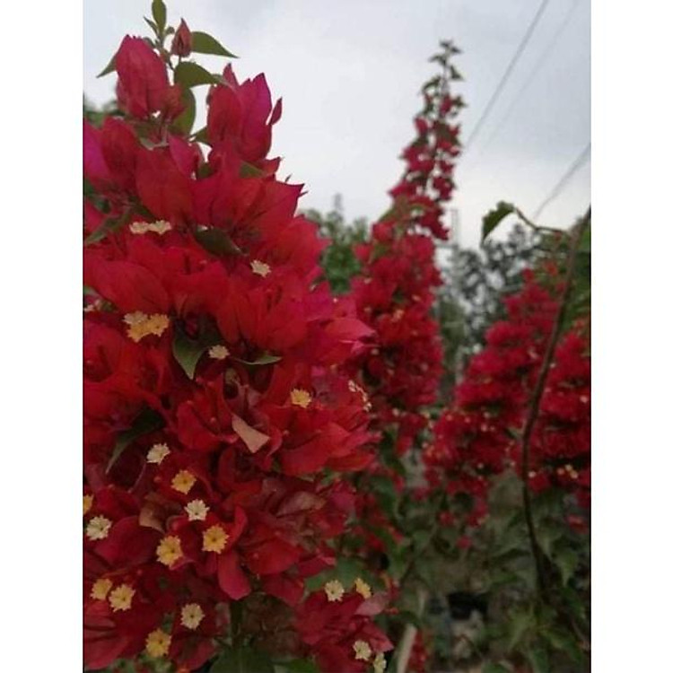 Hoa Giấy Đuôi Hồ Ly