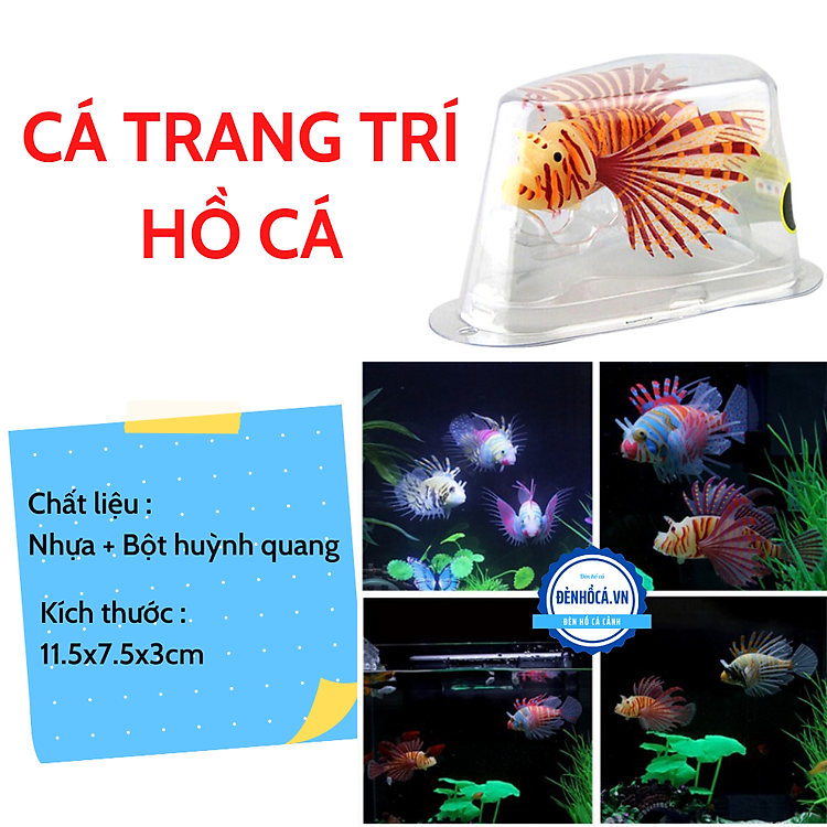 CÁ TRANG TRÍ HỒ CÁ CẢNH