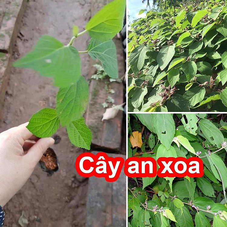 Cây An Xoa
