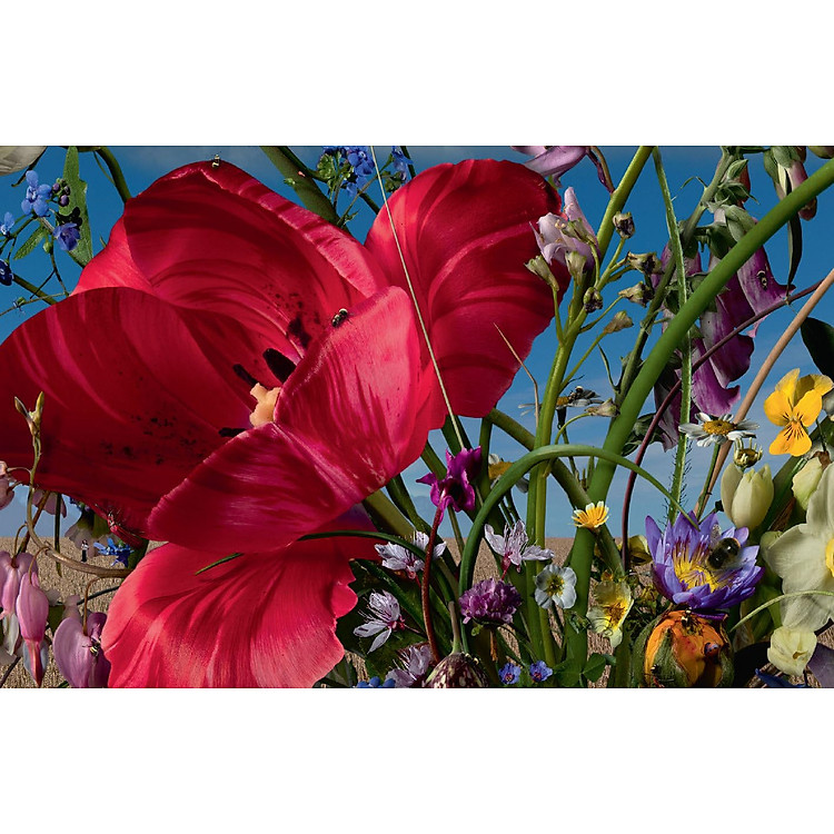 Flower Pieces - Ảnh 5