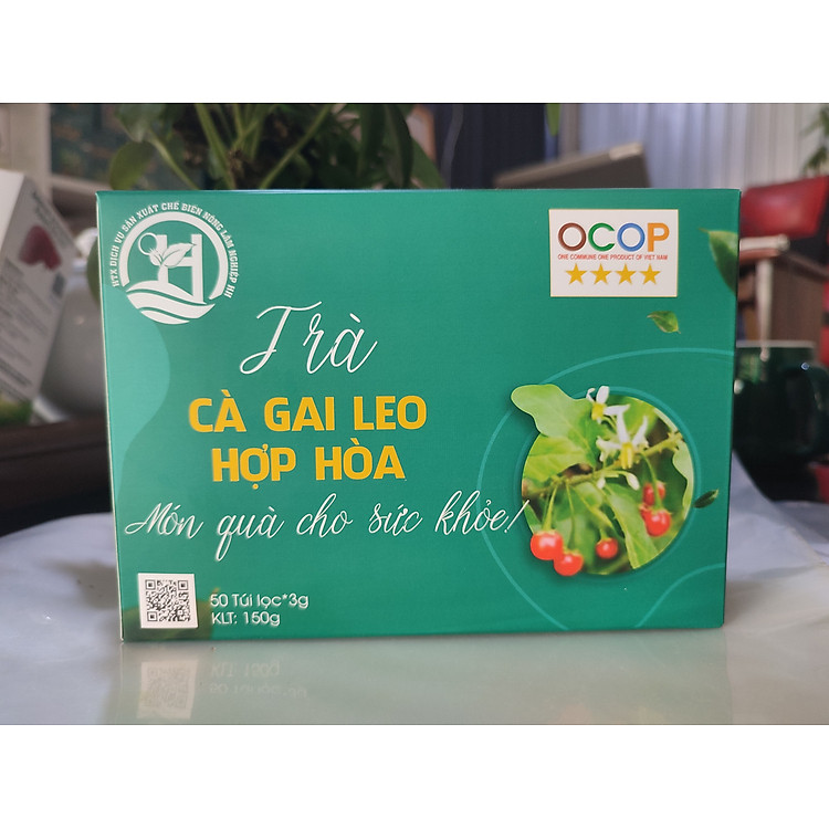 Trà Cà Gai Leo Hợp Hòa - Cà gai leo + Xạ đen + Cỏ Ngọt - 50 túi lọc - OCOP 4 Sao - Giải độc mát gan, ngăn ngừa ung thư
