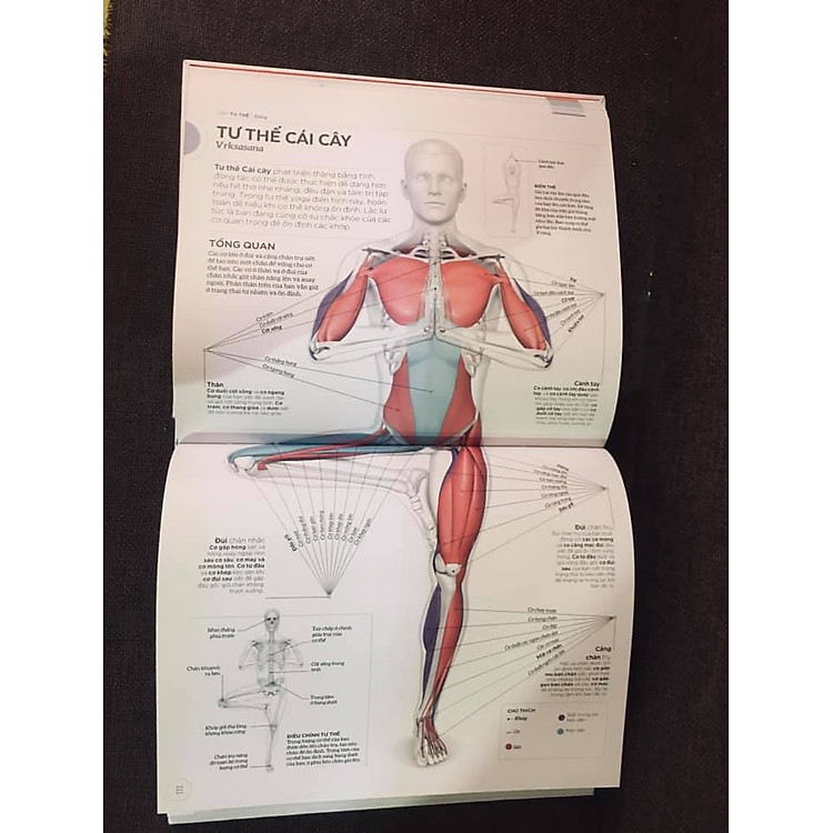 KHOA HỌC VỀ YOGA - Ảnh 4