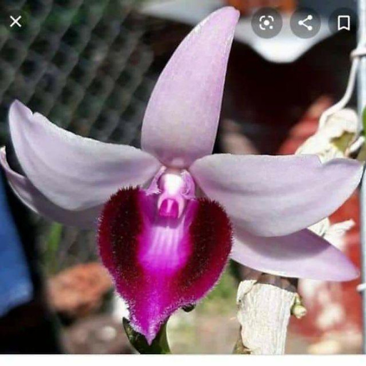 Hoa phong lan - Phi điệp bệt ma bó , cây cực đẹp