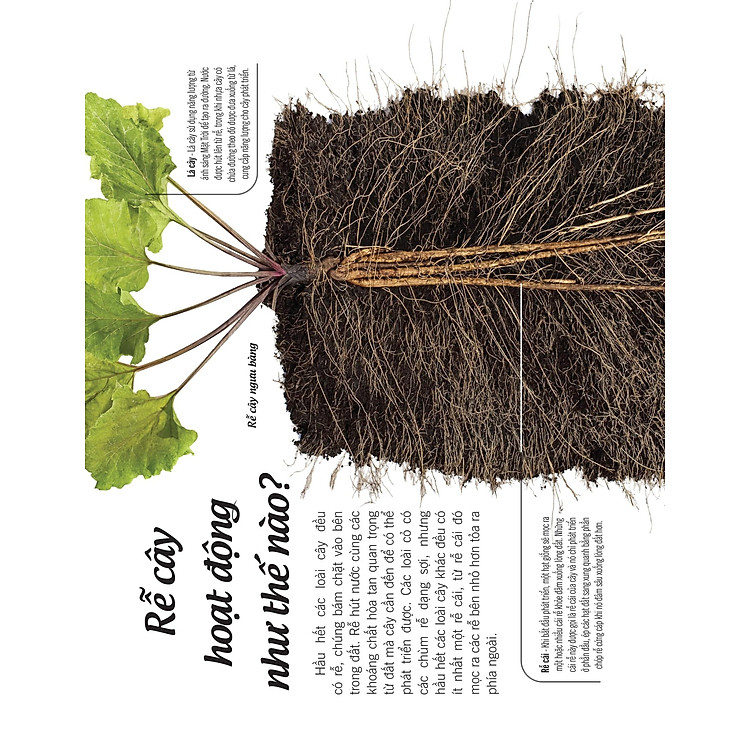 Bách Khoa Thư Về Thế Giới Thực Vật - Cây, Lá, Hoa Và Hạt - Ảnh 6