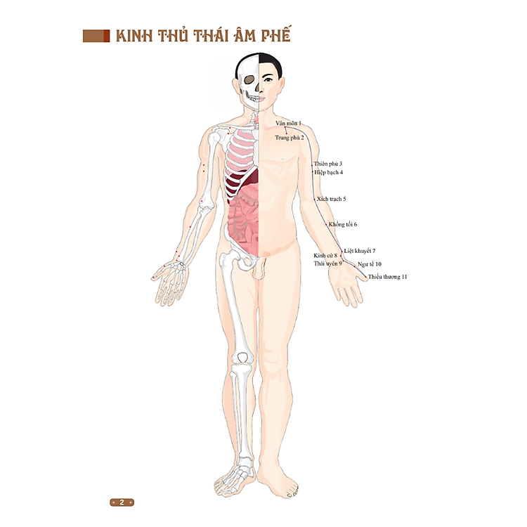 Đồ Giải Kinh Lạc Huyệt Vị Cơ Thể (Tái Bản) - Ảnh 3