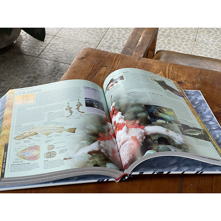 THUYẾT MINH TRỰC QUAN NHẤT VỀ ĐẠI DƯƠNG – DK - Ảnh 2