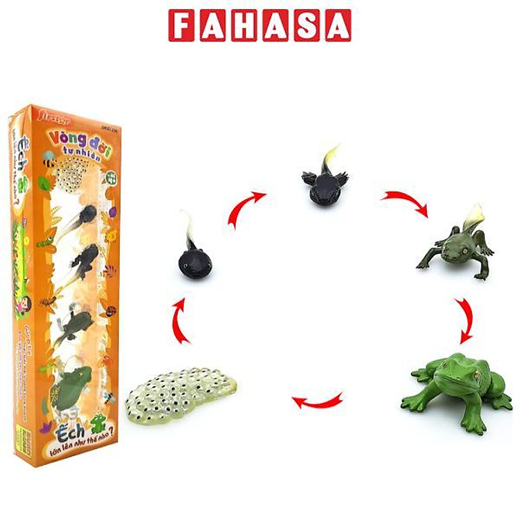 Đồ Chơi Mô Hình Vòng Đời Ếch Chính hãng Giá rẻ