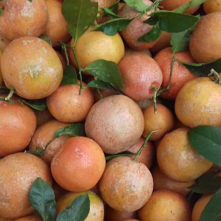 Cây giống chanh đào