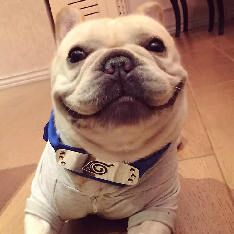 Dây đeo Vòng cổ Naruto cho chó mèo thú cưng