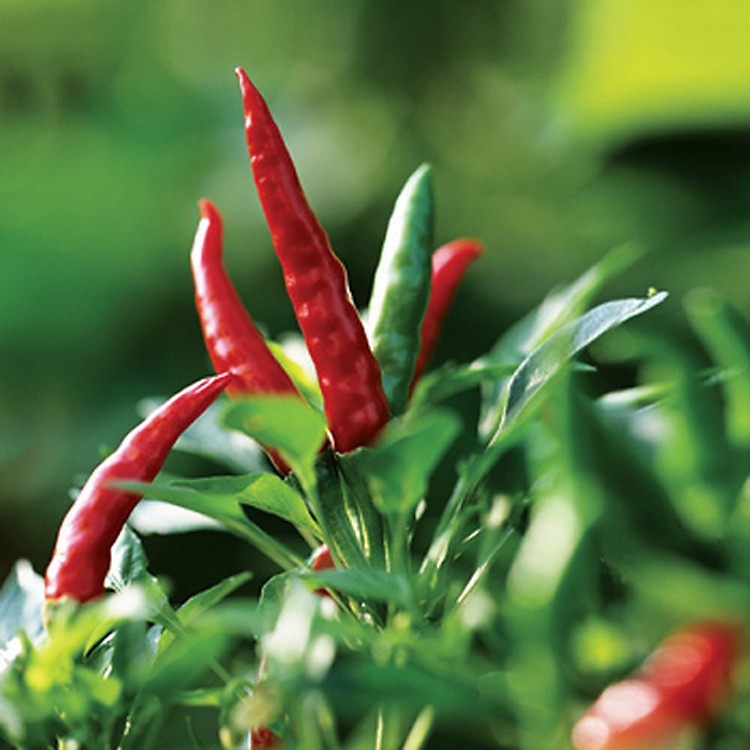 Hạt Giống Cao Sản Ớt Chỉ Thiên Siêu Cay F1 Chất Lượng Cao Nhanh Lớn Gói 0,5Gr - RQ017