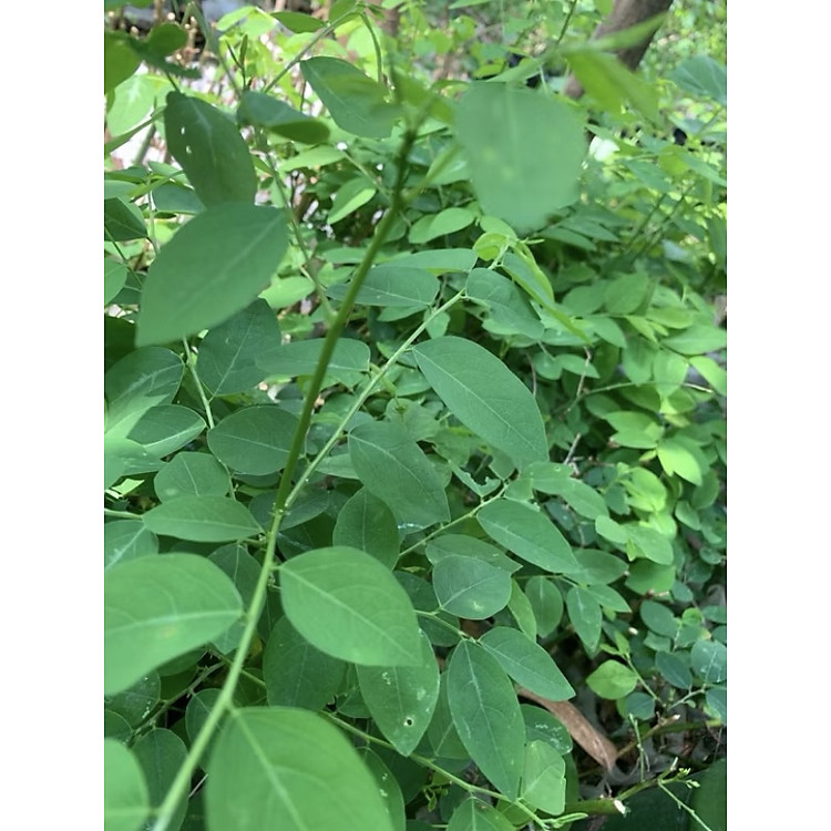 Combo 10 bầu cây rau ngót giống