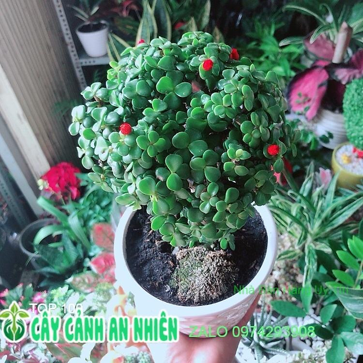 Chậu Cây Cành Vàng Lá Ngọc Thân Cổ Thụ Size Mini Bonsai