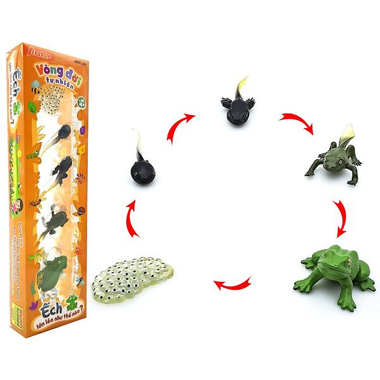 Đồ Chơi Mô Hình Vòng Đời Ếch Chính hãng Giá rẻ - Hình ảnh 2