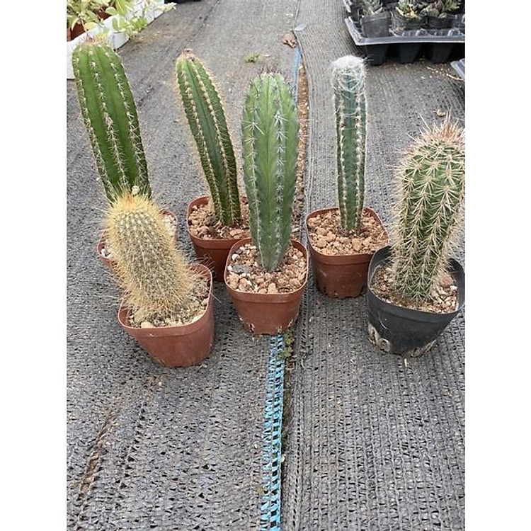 cây xương rồng trụ nhiều mẫu