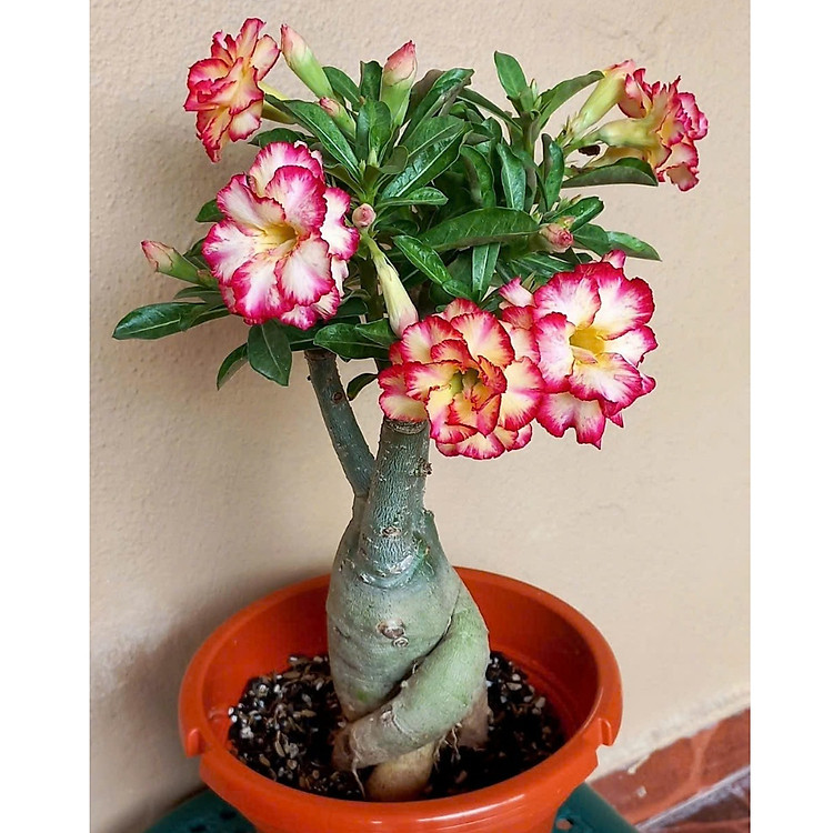 Hạt giống hoa sứ kép Thái Lan - Bịch 10 hạt – Mã số 2021