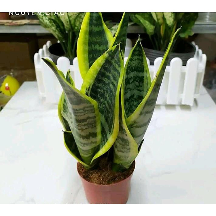 Cây lưỡi hổ lùn viền vàng