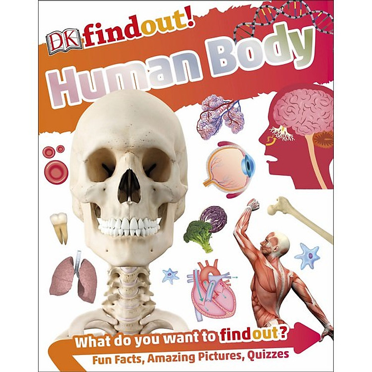 Sách DKfindout! Human Body