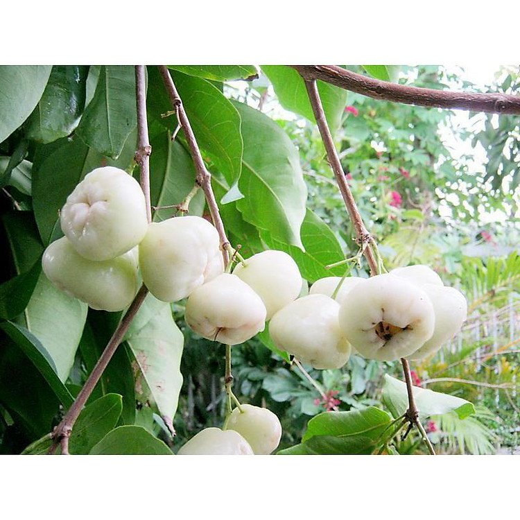 Cây Mận Trắng Sữa (siêu sớm)