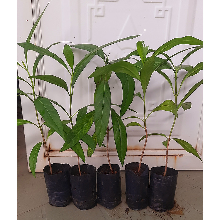 Combo 5 cây nhàu, chiều cao khoảng 25cm