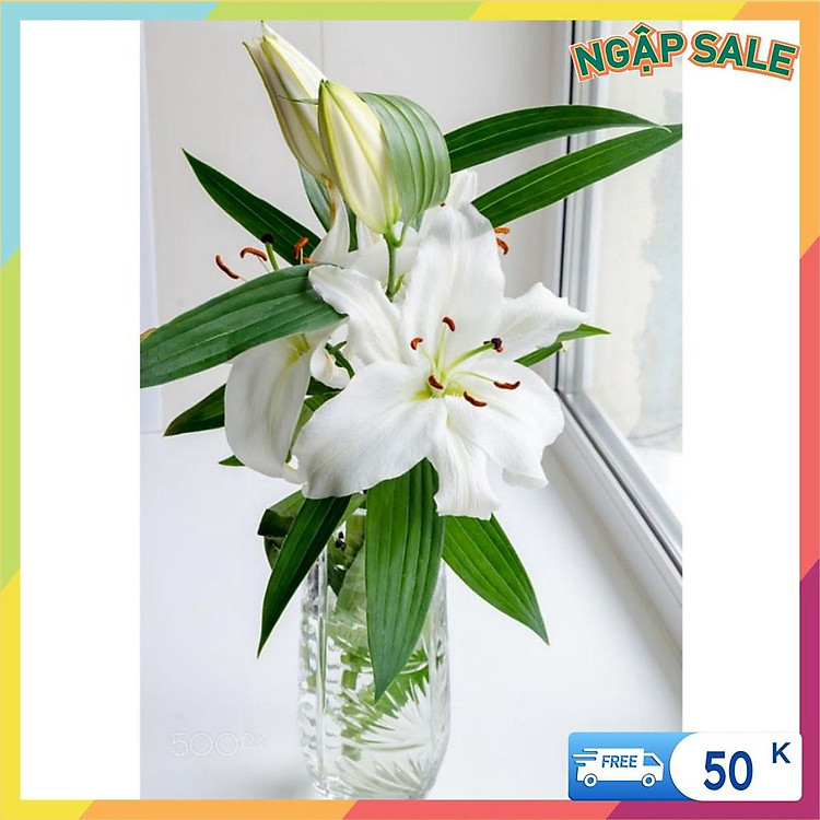 Củ Hoa Ly Kép Màu Trắng (Củ Ly Giống)