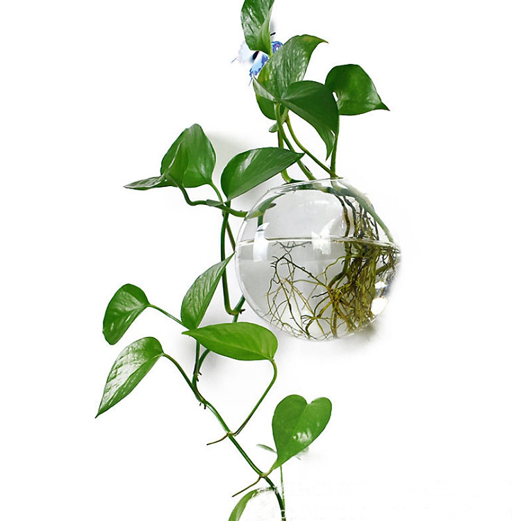 Chậu thủy tinh, bể cá mini treo tường